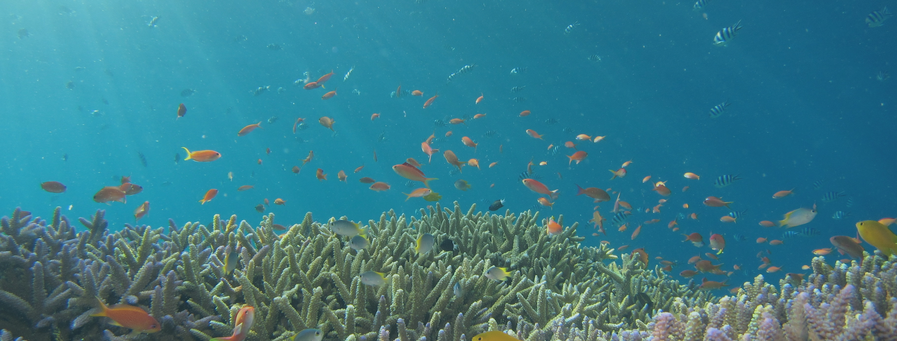 小魚海底で泳ぐ魚の群れの群れ